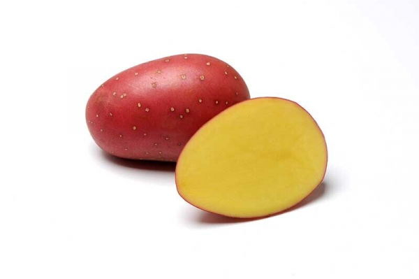 Sadbové zemiaky Laura C1, 5 kg
