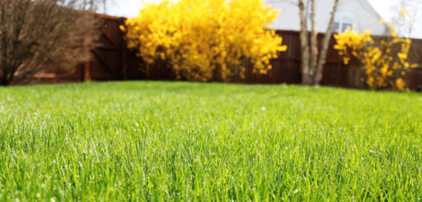 Detail hustého trávnika v záhrade pred zásahom. Vhodný stav na prevzdušnenie a pieskovanie trávnika.